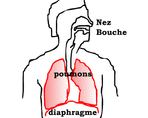 La respiration  : le rle du diaphragme