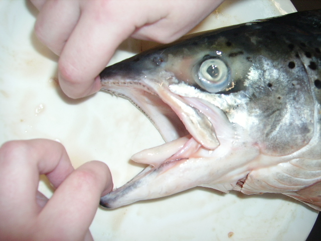 Un poisson carnivore