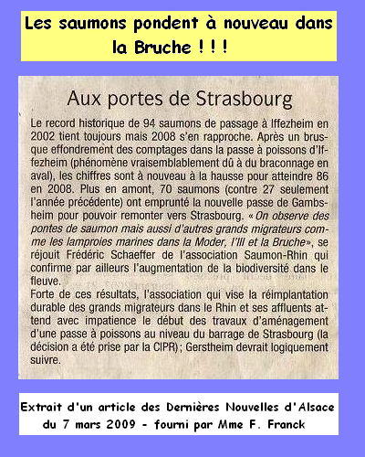 Article Dernires Nouvelles d'Alsace : les saumons pondent  nouveau dans la Bruche !