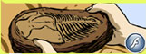 Fossilisation d'un trilobite